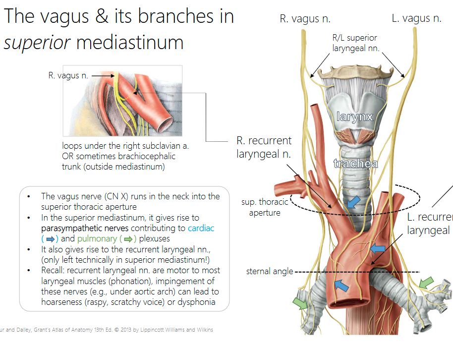 <p>The right loops under the right subclavian a. OR sometimes brachiocephalic trunk (outside mediastinum)</p>