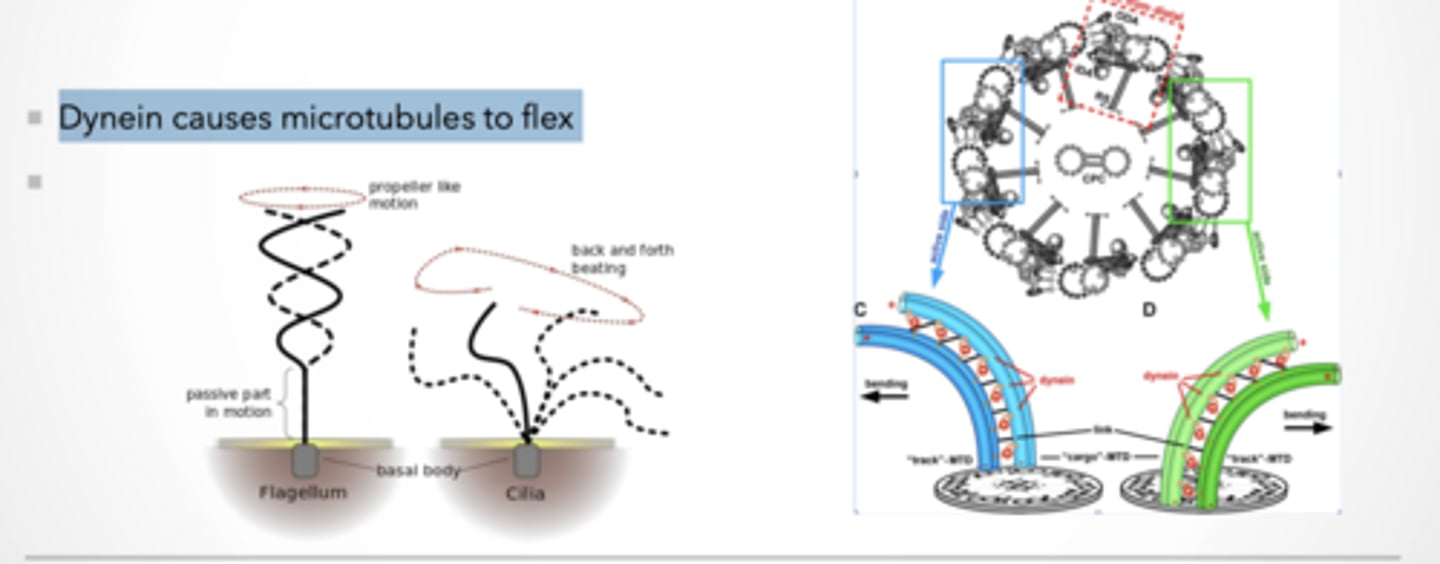 <p>Dynein causes microtubules to flex</p><p>Dynein walks → causes sliding</p><p>One microtubule tries to slide past the other</p><p>If nothing stopped it → everything would just slide apart</p><p>But they are CONNECTED (links)</p><p>So instead of sliding freely...</p><p>Sliding gets converted into BENDING</p><p>Flagellum</p><p>Spiral / propeller motion</p><p>Example: sperm</p><p>Cilia</p><p>Back-and-forth beating</p><p>Like rowing</p><p>Same structure (microtubules + dynein) BUT different coordination patterns</p>