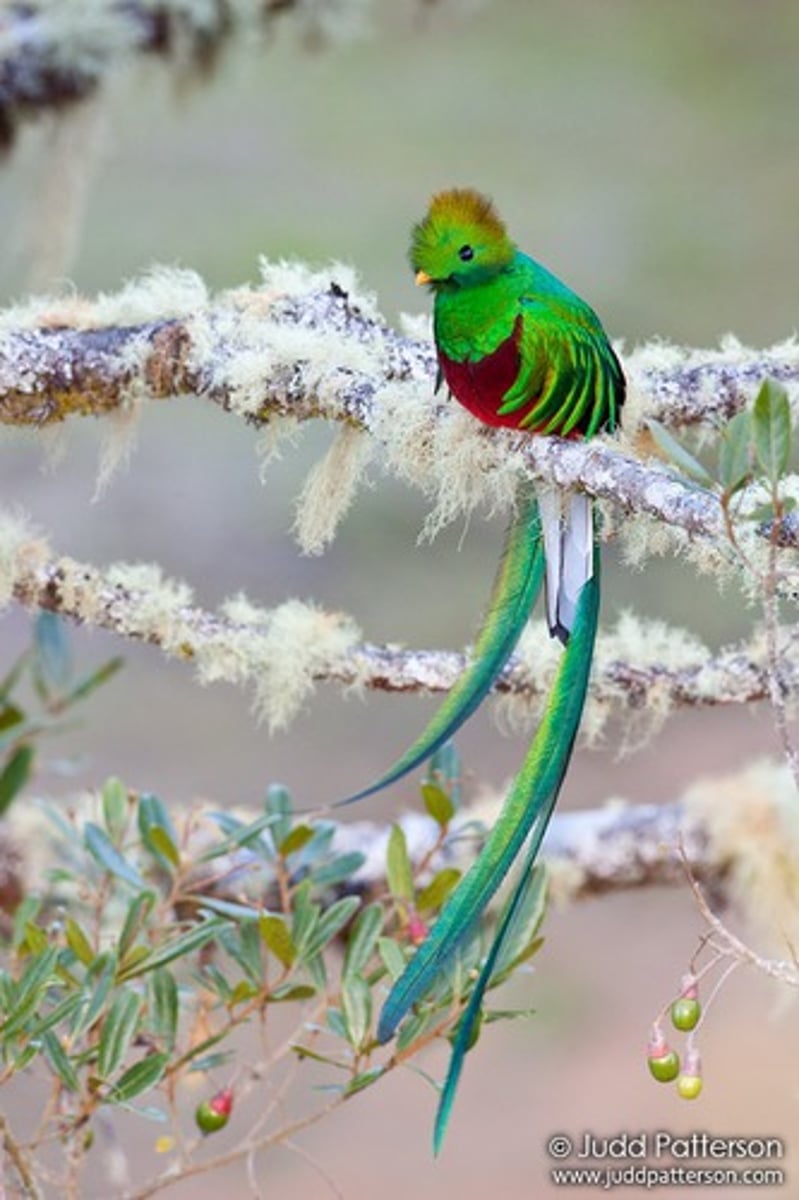 <p>Trogoniformes Trogonidae</p>
