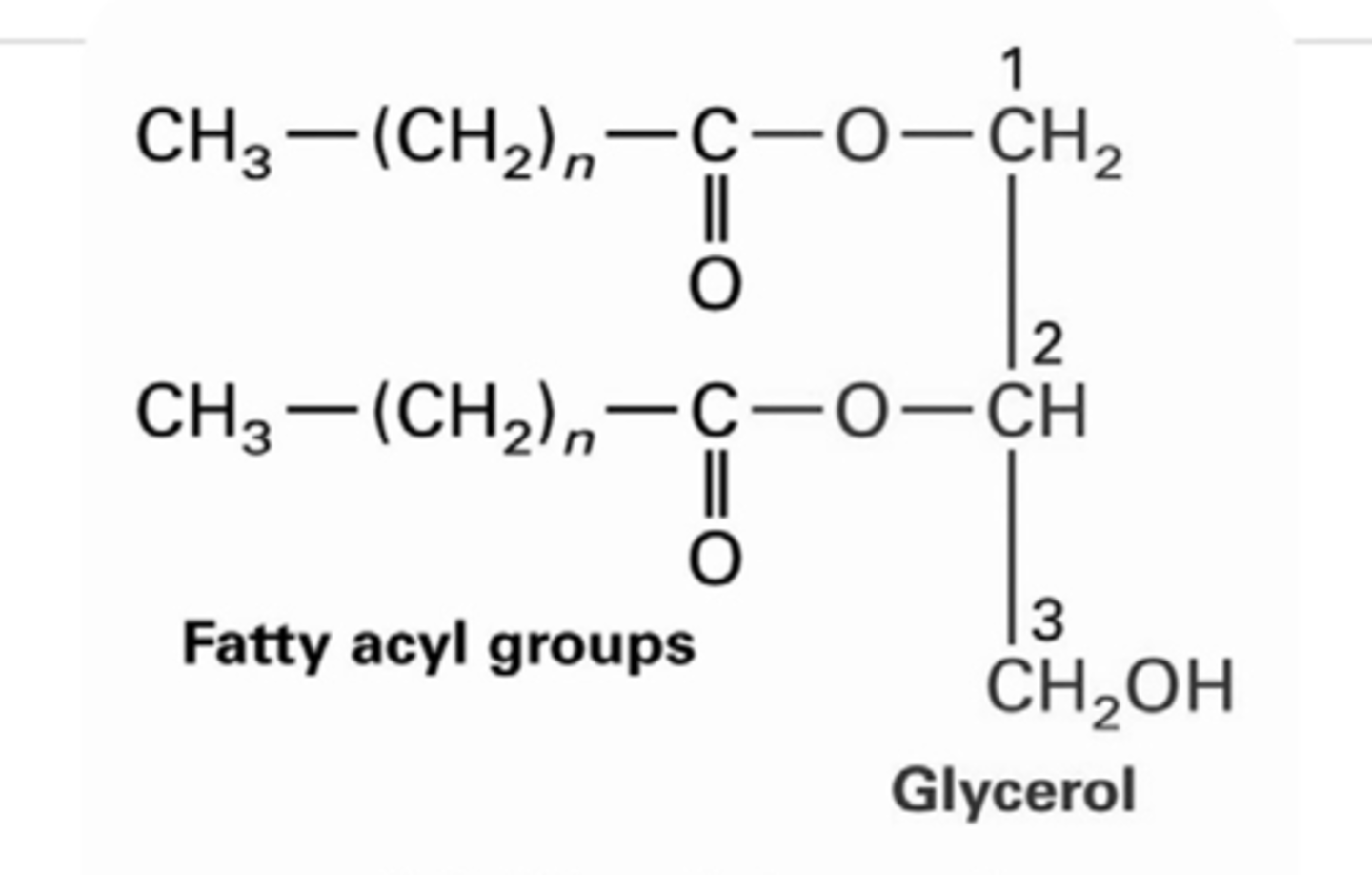 <p>Glycerol + 2 fatty acids</p>