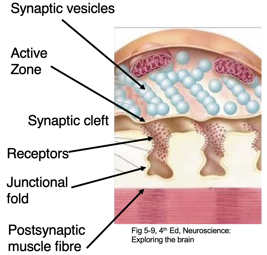 <p>Presynaptic neuron has lots of active zones. Postsynaptic muscle fibres has junctional folds (densely filled with NT receptors) which line up with active zones = higher chance of NTs binding + causing a change. </p>