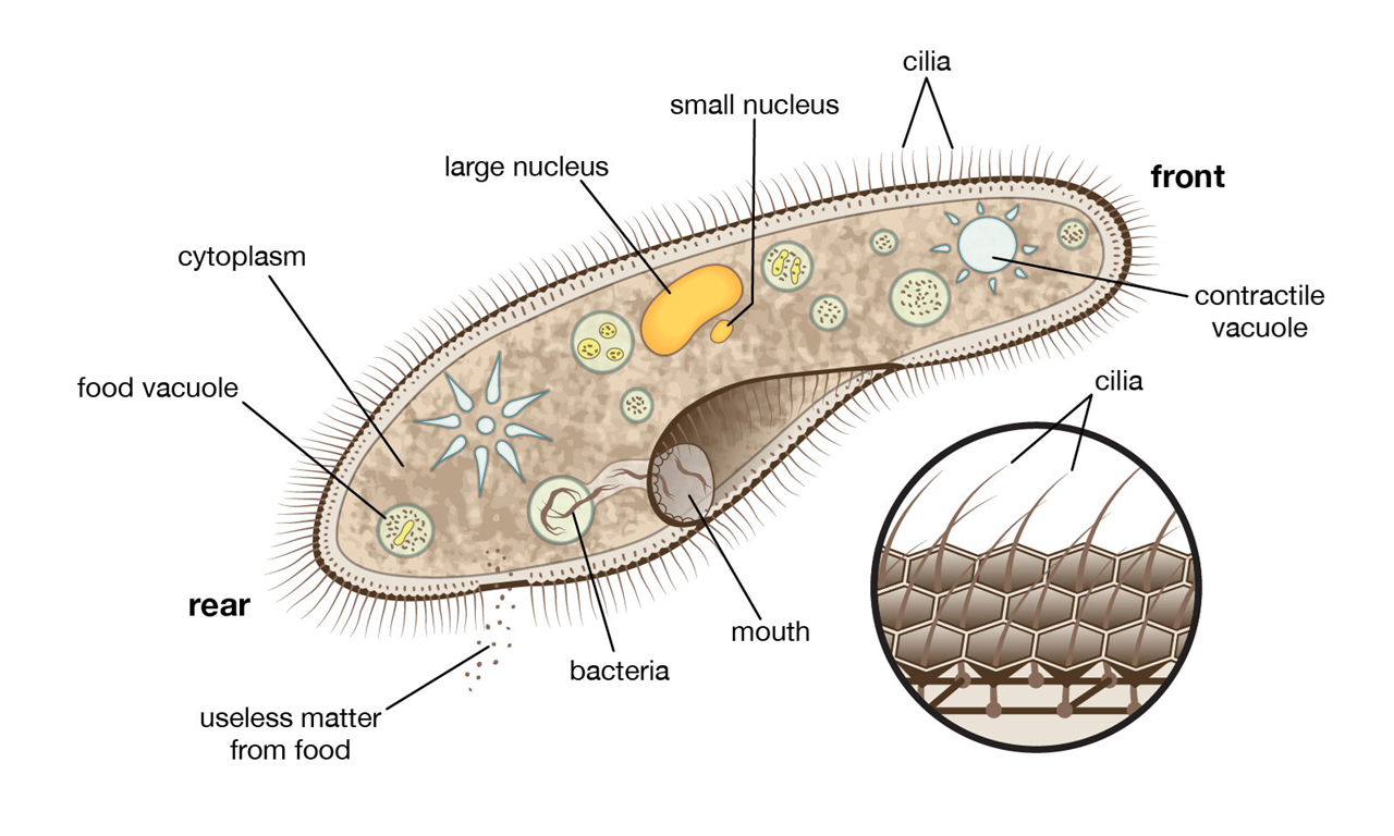 <p>Cilia</p>
