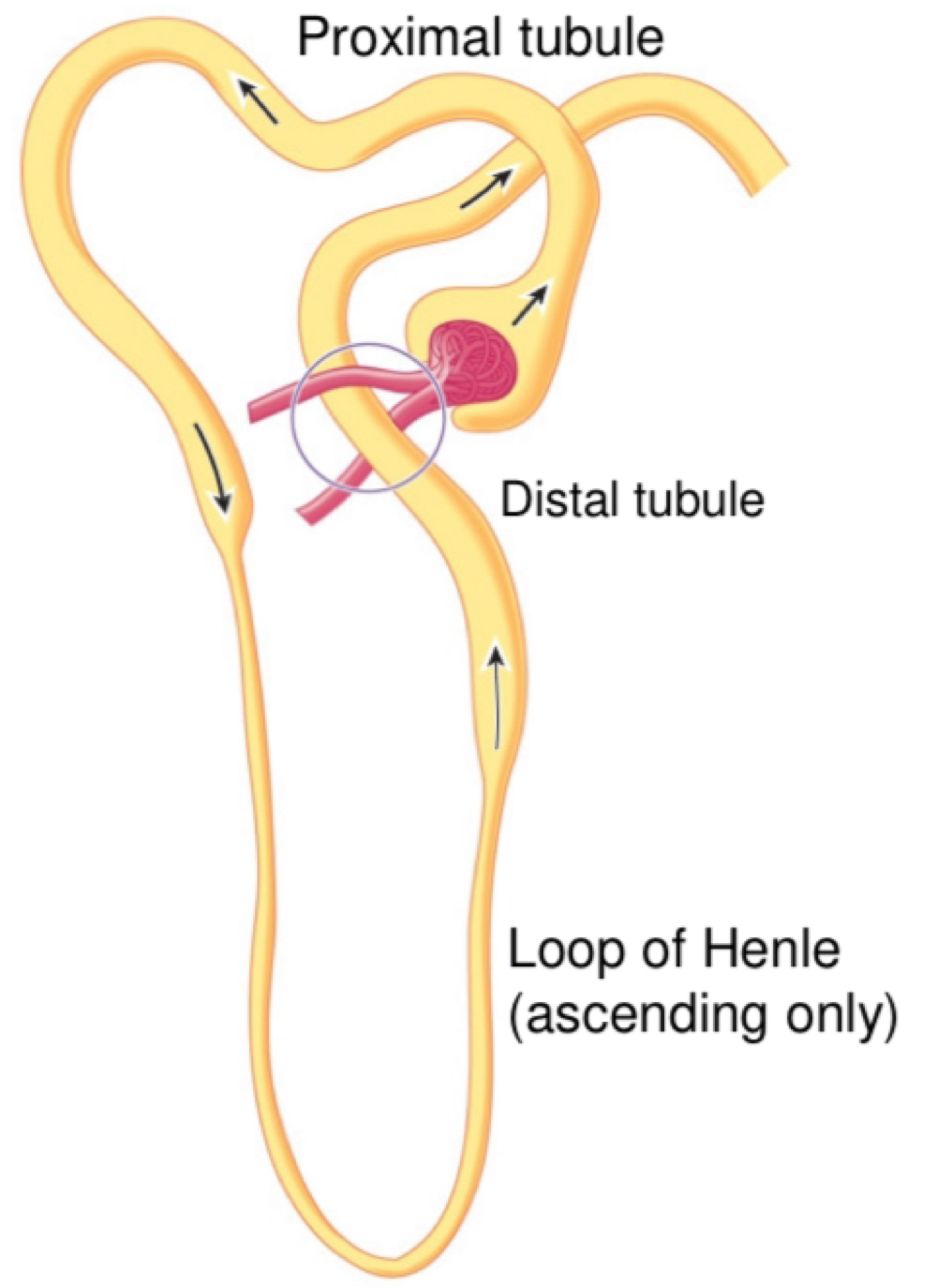 <ul><li><p>80% of energy in the kidney is for Na+ reabsorption </p></li><li><p>Proximal tubule (67%) - obligatory </p></li><li><p>Loop of Henle (25%) - obligatory </p></li><li><p>Distal tubule (8%) - hormonal </p></li><li><p>Obligatory = regardless of body needs, hormonal = in response to Na+ levels </p></li></ul><p></p>