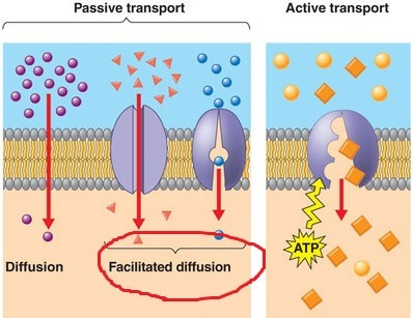 <p>Channel proteins help polar substances enter/leave the cell. Does NOT require energy, so passive form of transport.</p>