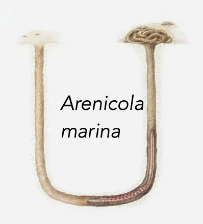 <p>What are upward conveyors?</p>