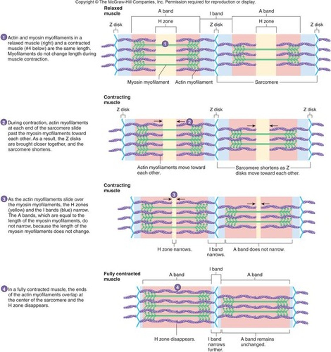 <p>The repeated reorientation of the myosin heads drags the actin filaments along the length of the myosin</p><p>As actin filaments are anchored to Z lines, the dragging of actin pulls the Z lines closer together, shortening the sarcomere</p><p>As the individual sarcomeres become shorter in length, the muscle fibres as a whole contracts</p>