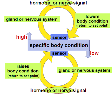 <p>signal causes a response which decreases the signal</p>