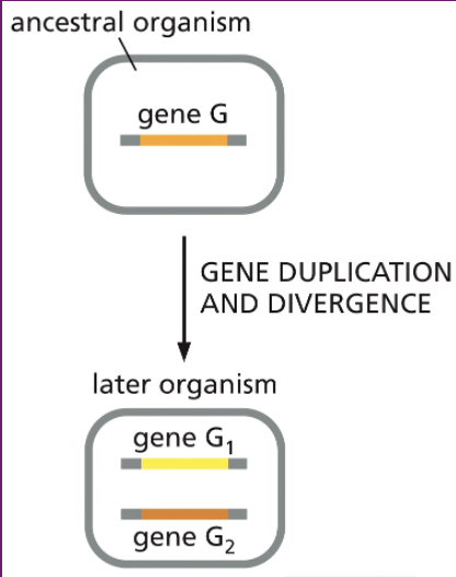 <p>genes within the same genome that arose from gene duplication; can evolve new functions.</p><ul><li><p>ex- Human α-globin vs. β-globin genes (both part of hemoglobin, but slightly different roles).</p></li></ul><p></p>