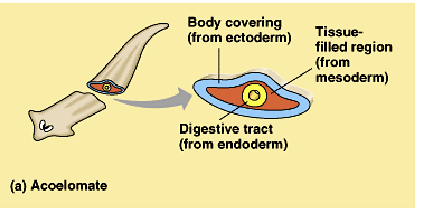 <p>acoelomate</p>