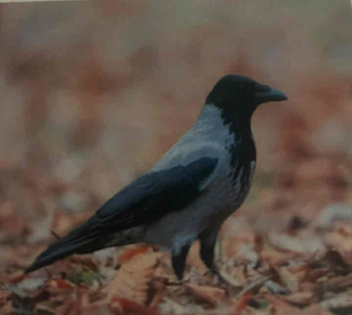 term image