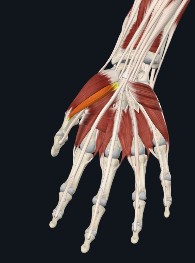 term image