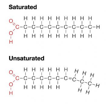 <p>saturated: only single C-C bonds, meaning hydrocarbons can sit closely parallel to each other and be tightly packed together (ie. animal fat)</p><p>unsaturated: contain at least one C=C bond (monounsaturated fats: olive oil)(2+ C=C bonds are polyunsaturated fats: canola oil)</p>