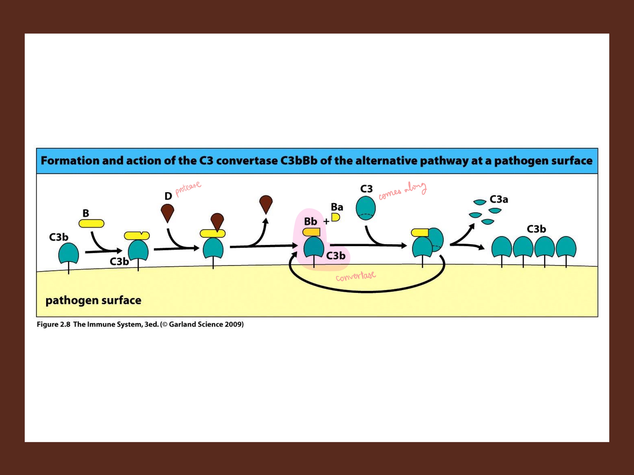 <p>C3b, once on the pathogen surface…</p><ul><li><p>B binds, and is cleaved by _, forming _ complex (releasing Ba). This is the alternate convertase! <sub><sup>(as compared to C3*Bb, the weaker convertase)</sup></sub></p></li><li><p>This complex then cleaves more free C3’s into C3a and _ on the pathogen surface</p></li></ul><p></p>