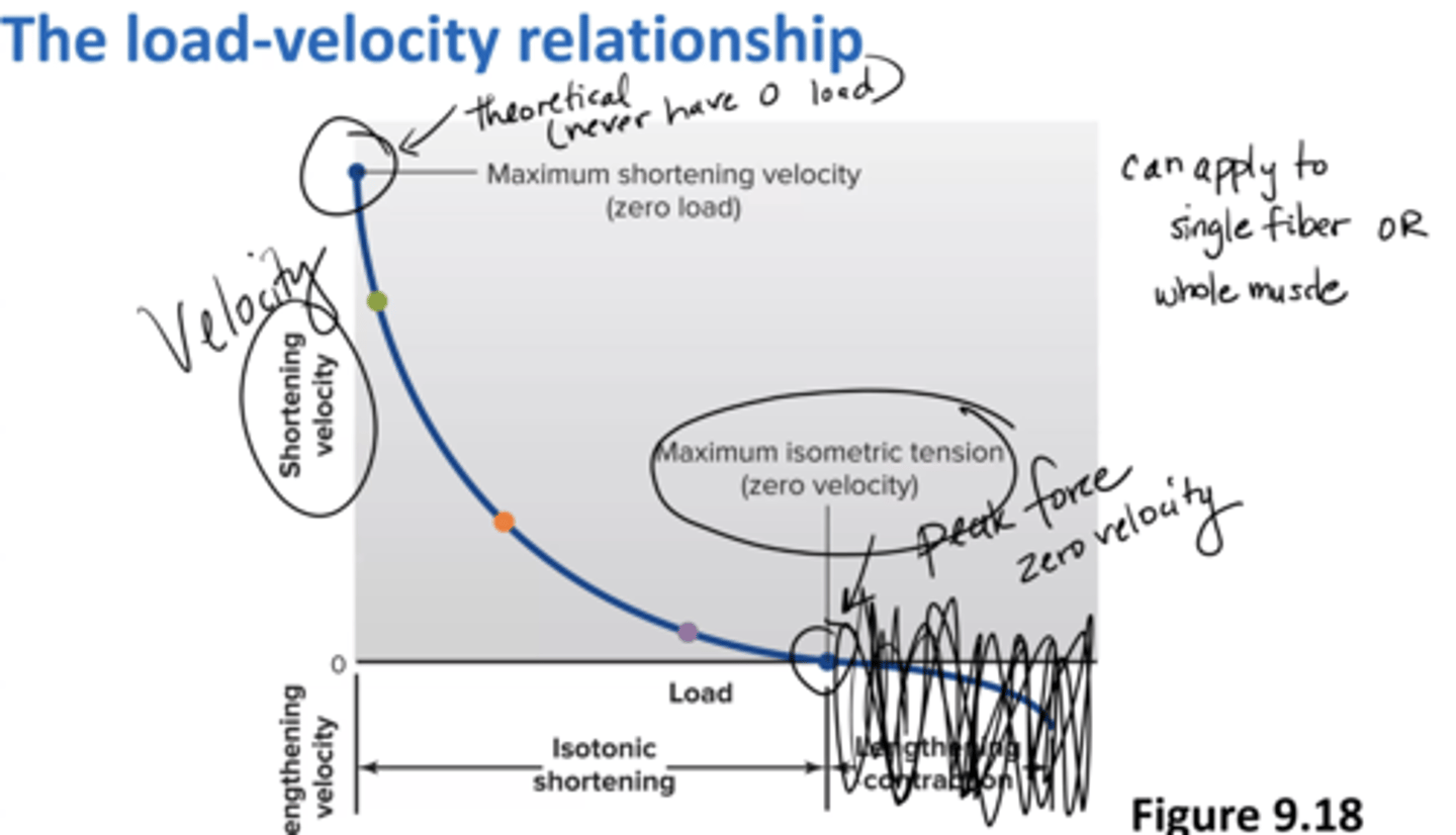 <p>Peak force = zero velocity (maximum isometric tension)</p><p>Peak velocity = zero load (maximum shortening velocity)</p><p>can apply to a single fiber or a whole muscle </p>