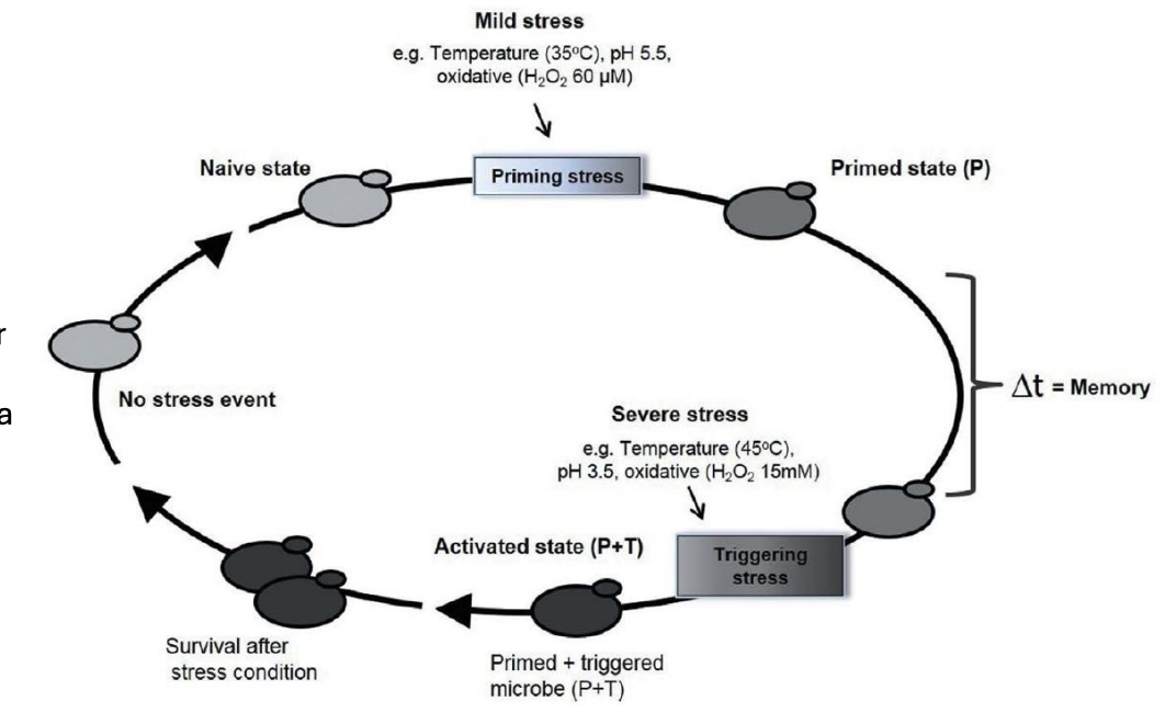 <ul><li><p>Fungi in <strong>naive state</strong> is exposed to <u>mild stress</u> (temp outside mesophilic range)</p></li><li><p>They survive, entering <strong>primed state</strong></p></li><li><p>At primed state, when they’re exposed to triggering stress, they <u>end up not being too stressed</u></p></li><li><p>Enters <strong>activated state (P+T)</strong> with changed amounts of transcription factors, enzymes, etc <u>(increased stress resistance)</u></p><ul><li><p>Priming + Triggering</p></li></ul></li><li><p>Lasts for a finite period of time; <em>for this to be effective, <u>priming must be close to event of triggering stress</u> (maybe days or weeks but not months/yrs)</em></p></li></ul><p></p>