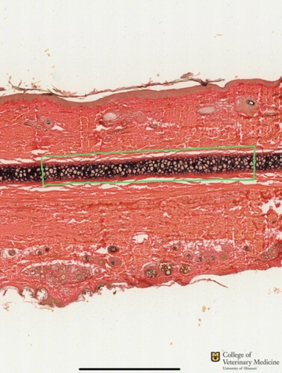 <p>What type of cartilage is shown within the green box?</p><p>What tissue structure is this typically found in?</p>