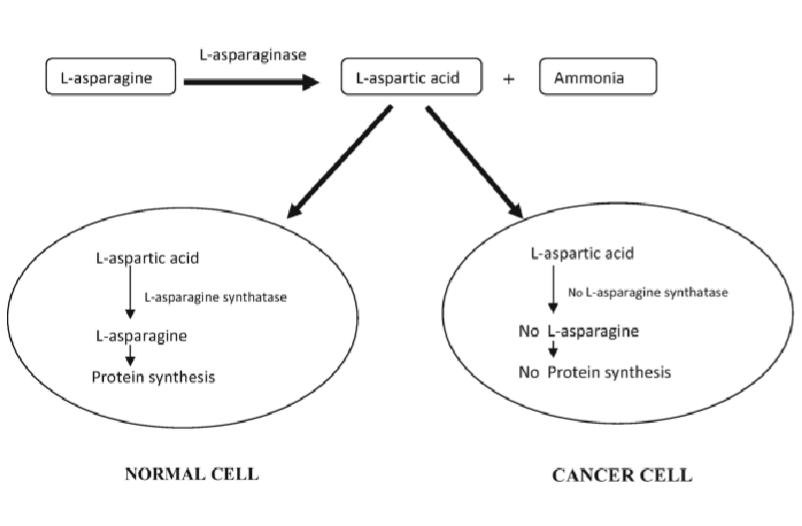 <p>Asparagine is non essential amino acid synthesized by asparagine synthetase enzyme</p><ul><li><p>acute lymphoid leukemia cell do not express asaragine synthetase therefore they rely on external asparagine</p></li><li><p>Asaparaginase depletes asparagines from blood starving ALL cells: normal cell can produce their own but not cancer</p></li></ul><p></p>