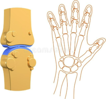 <p>a connection between two bones consisting of cartilage lined with cavity filled fluid </p>