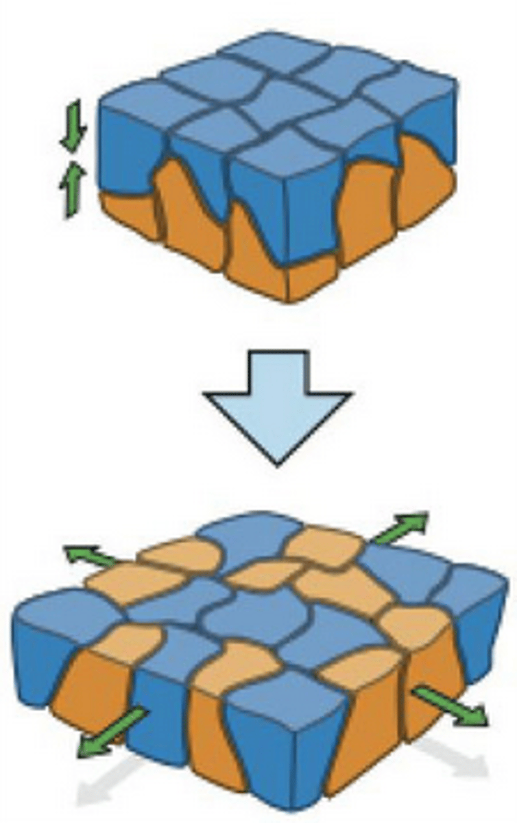 <p>loss of adherens junctions to allow new cells to be inserted</p>