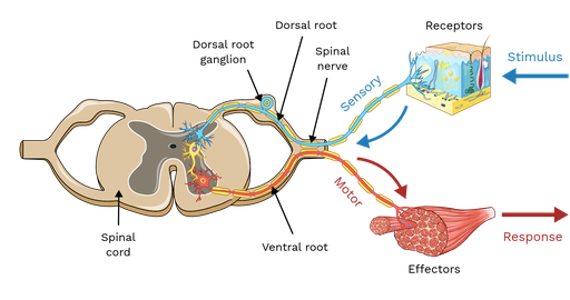 <p><strong>Anterior/ ventral rootlets</strong> are responsible for motor function.</p>