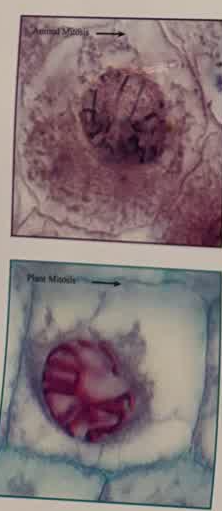 <p>first and longest phase of mitosis during which chromosomes become visible, centrioles appear and move to opposite poles, and the nuclear membrane and nucleolus disappear</p>