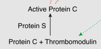 <ul><li><p>protein C + thrombomodulin → active protein C</p></li><li><p>catalyzed by Protein S</p></li></ul><p></p>