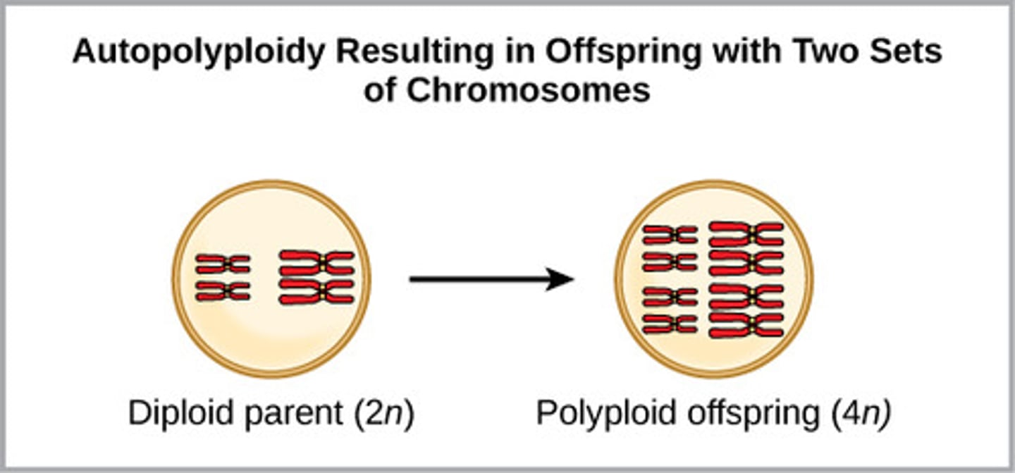 <p>autopolyploidy</p>