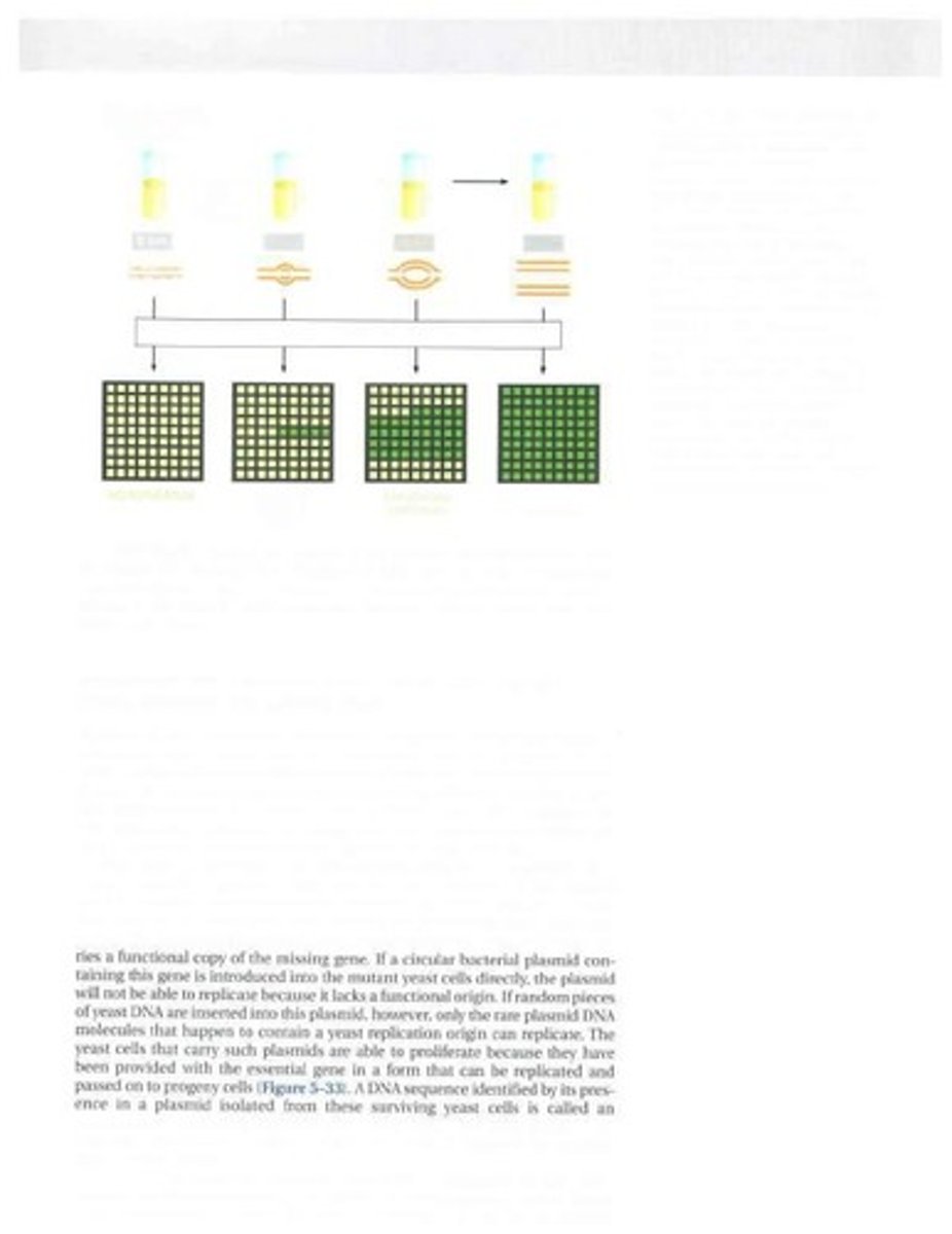 <p>Rate of mutations in reproductive cells.</p>