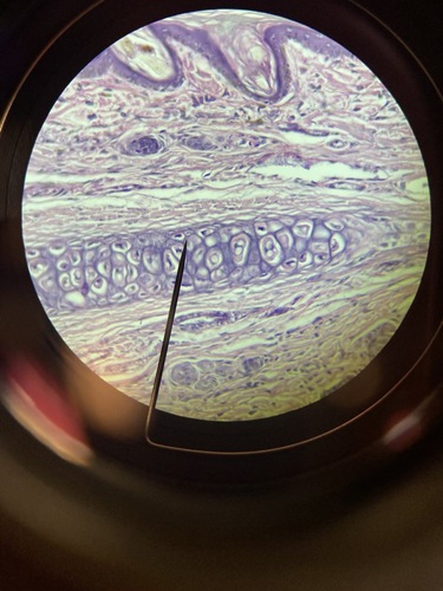 <p>external ear</p>