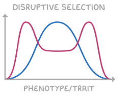 <ul><li><p>increases allele frequency for multiple extreme phenotypes, decreases allele frequency for intermediates</p></li><li><p>curve shifts into multiple peaks either side of average peak</p></li><li><p>e.g. bird beaks adapting to become larger and smaller when there are different food sources</p></li></ul><p></p>