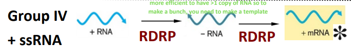 <p><span style="color: yellow;"><strong>+ ssRNA</strong></span> —→ <u>viral</u> RDRP —→ <span style="color: yellow;"><strong>- RNA</strong></span>&nbsp;—→ <u>viral</u> RDRP —→ </p><p><span style="color: red;"><strong>+ mRNA</strong></span></p><ul><li><p>more efficient to have <strong><u>&gt;1 copy</u></strong> of <strong>RNA</strong> so to make a bunch, you need to make a template ( <span style="color: yellow;"><strong>- RNA</strong></span> )</p></li></ul><p></p>