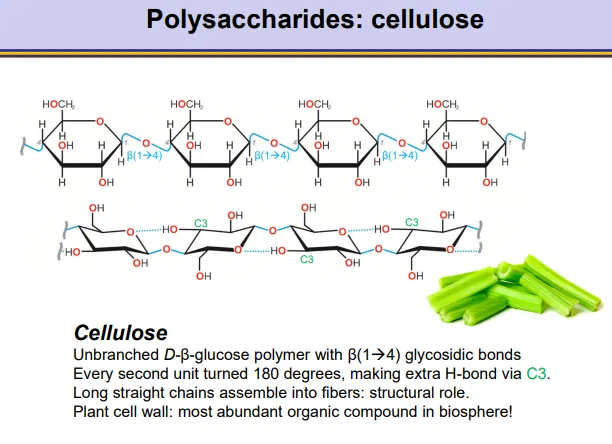 <p><strong>cellulose </strong>makes up plant cell walls:</p><ul><li><p><strong>unbranched </strong>beta glucose polymer with <strong>beta 1,4 </strong>glycosidic bonds </p></li><li><p>alternating units are flipped <strong>180 </strong>degrees so that a <strong>hydrogen bond </strong>can form between the C3 and the oxygen in the ring</p></li></ul><p></p>