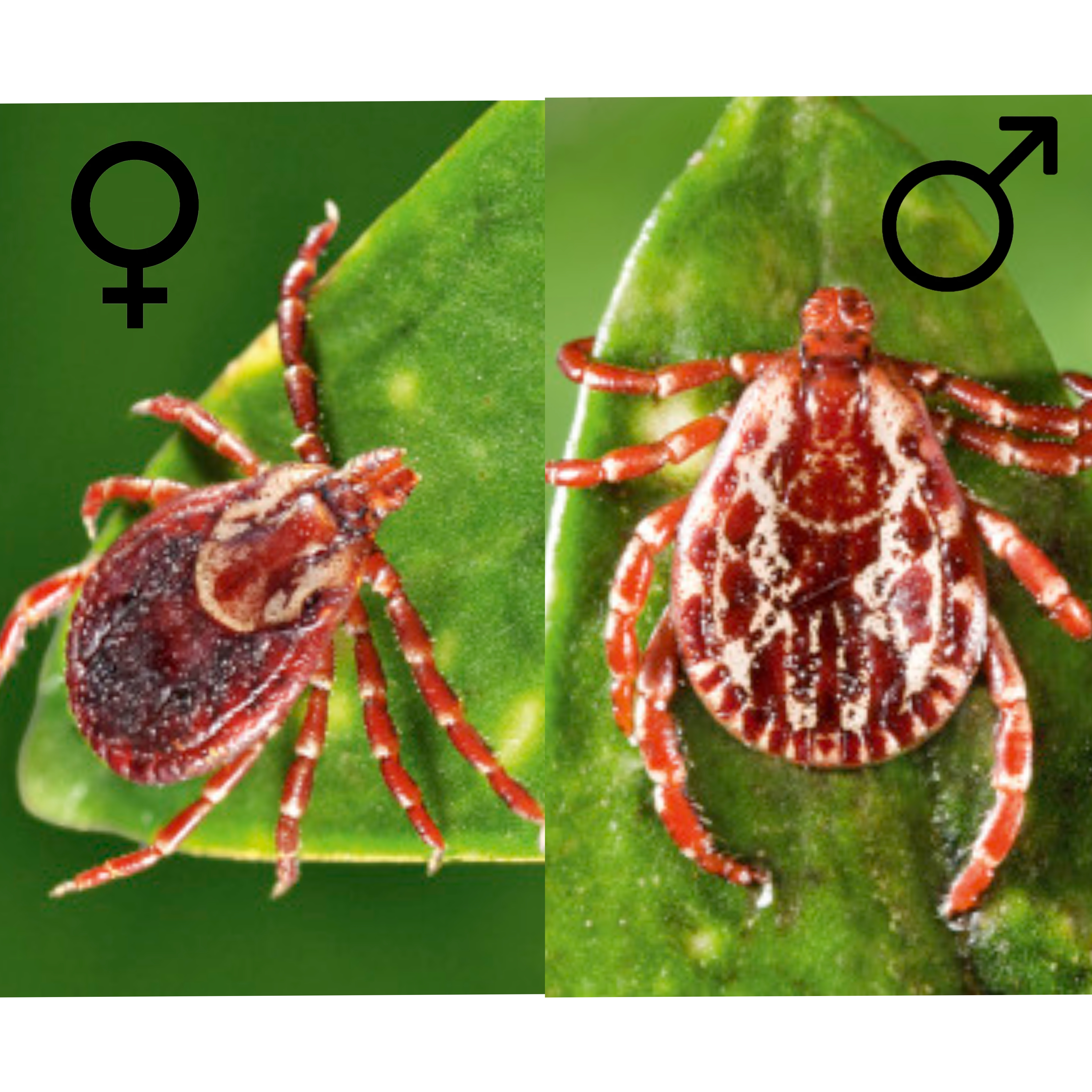 <p>Kmeň: Arthropoda</p><p>Amandibulata</p><p>Podkmeň: Chelicerata</p><p>Trieda: Arachnida</p><p>Acari</p><p>Nadrad: Parasitiformes</p><p>Rad: Ixodida</p>