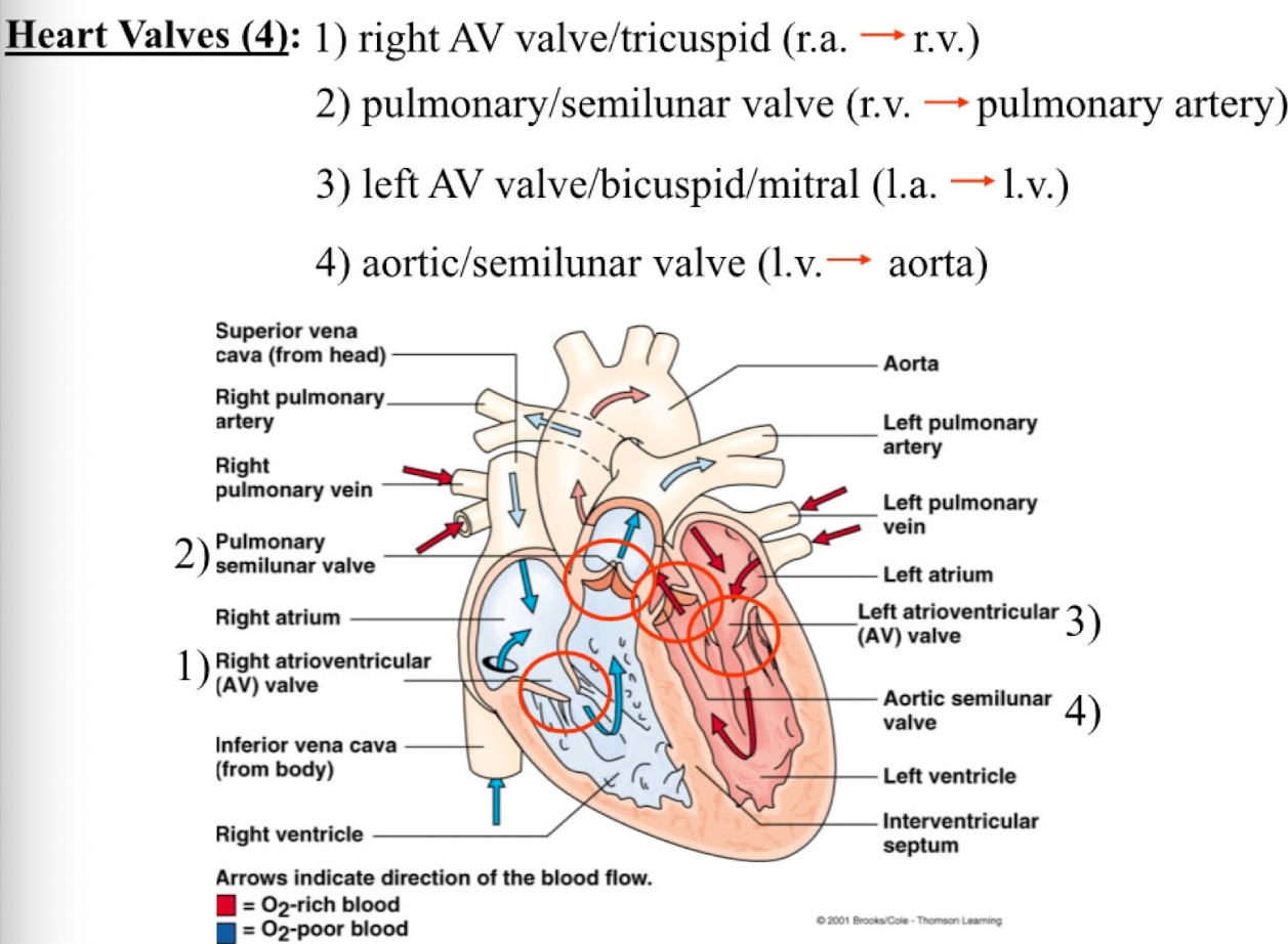 <ol><li><p>right AV valve/tricuspid (r.a. → r.v.)</p></li><li><p>pulmonary/semilunar valve (r.v. → pulmonary artery)</p></li><li><p>left AV valve/ bicuspid/mitral (l.a. → l.v.)</p></li><li><p>aortic/semilunar valve (l.v. → aorta)</p></li></ol><p></p>