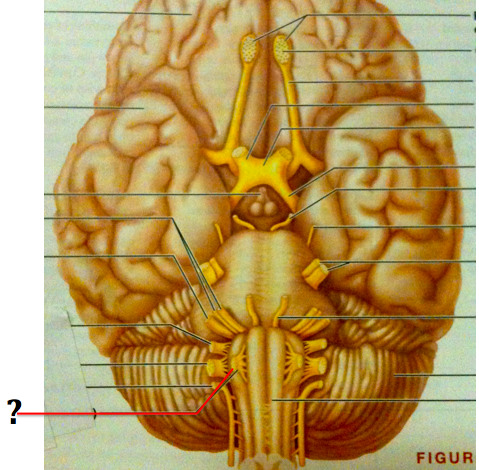 <p>Cranial Nerve XII *purely somatic motor *controls tongue skeletal muscles</p>