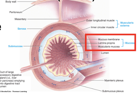 <p><span>inner lining responsible for </span>protection, secretion, and absorption, acting as a critical barrier against pathogens and toxins while secreting mucus, enzymes, and hormones, and facilitating nutrient uptake through its folded structure that vastly increases surface area</p><ol><li><p>epithelial layer</p></li><li><p>lamina propia</p></li><li><p>muscularis mucosa</p></li></ol><p></p>