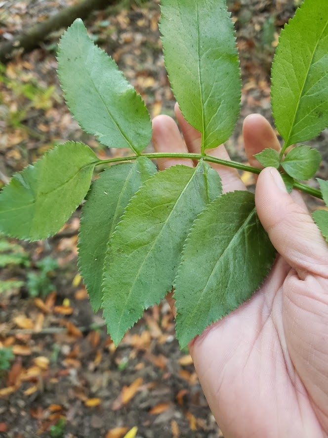 Blue elderberry