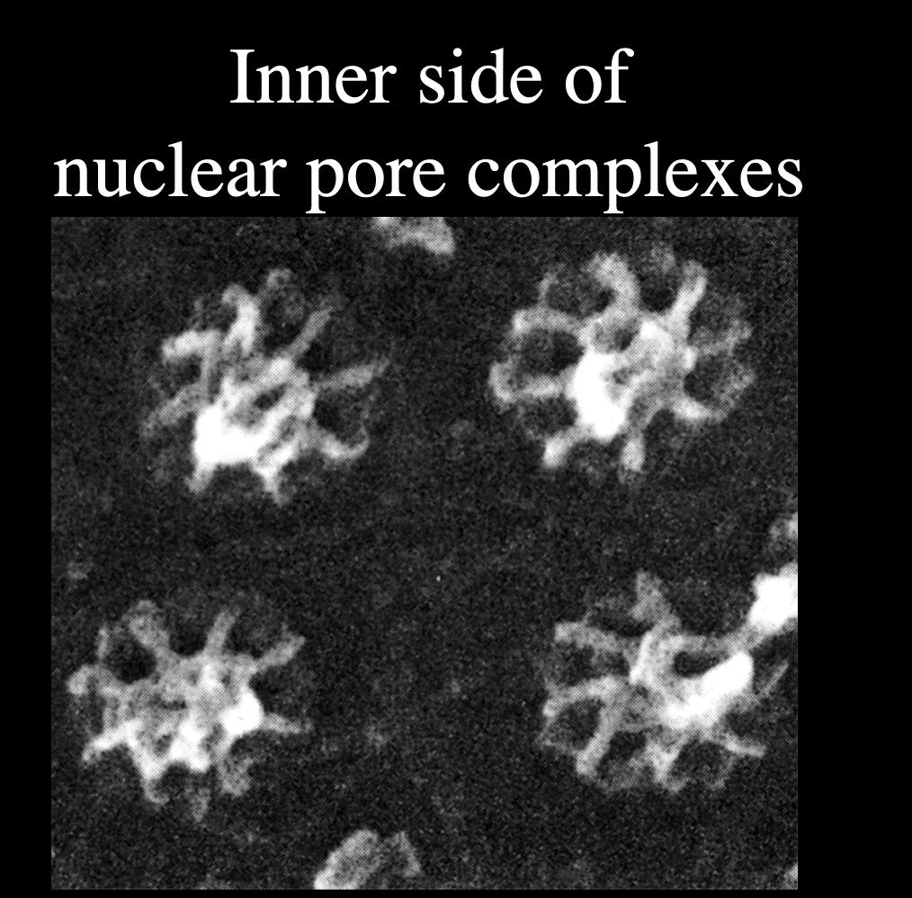 <ul><li><p>aqueous channels across the nuclear envelope</p></li><li><p>allows diffusion of small molecules into and out of nucleus</p></li></ul><p></p>