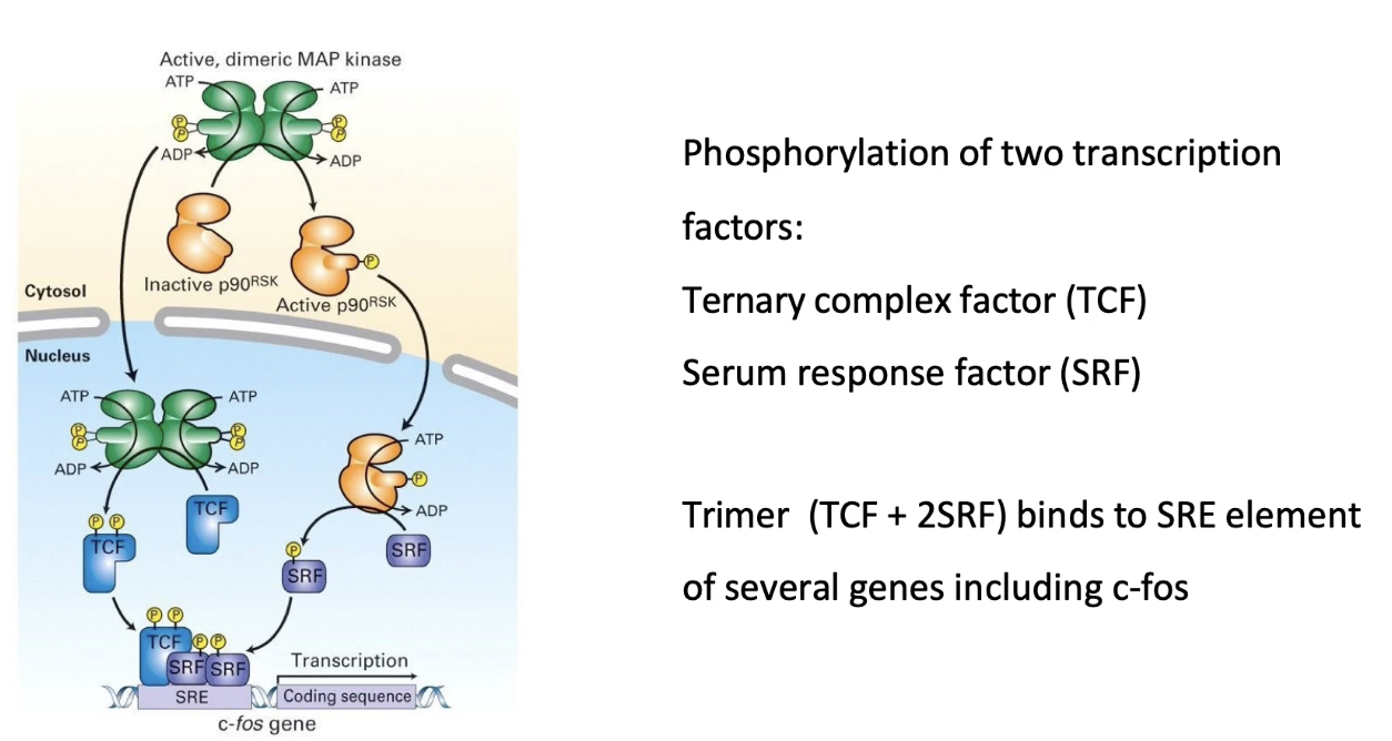 <ul><li><p><strong>Phosphorylates P90 RSK</strong> in cytoplasm → RSK moves into nucleus</p></li><li><p><strong>MAP kinase also enters nucleus</strong></p></li><li><p>In nucleus:</p><ul><li><p><strong>MAP kinase phosphorylates TCF </strong>(ternary complex factor)</p></li><li><p><strong>P90 RSK phosphorylates SRF </strong>(serum response factor)</p></li></ul></li><li><p>TCF + SRF bind to <strong>SRE (Serum Response Element)</strong> on DNA</p></li><li><p>This <strong>activates transcription</strong> of genes like <strong>C-fos</strong></p></li><li><p><strong>C-fos</strong> promotes transcription of <strong>cell cycle genes</strong></p></li></ul><p></p>