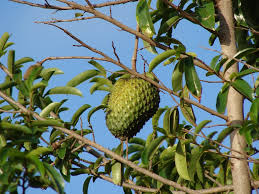 <p>Biological Origin: <strong><em>Annona muricata L. </em>(Annonaceae)</strong></p><p>Common Name: <strong>Soursop/<u>Guyabano</u></strong></p><p>Part used: <strong>Fruit, Seeds, Leaves</strong></p><p>Medicinal use:</p><p>Fruit</p><p><strong>● Treat diarrhea and neuralgia, ● Eliminate worms and parasites ● Increase milk production ● Reduce fever</strong></p><p>Seeds</p><ul><li><p><strong>to treat parasitic infections</strong></p></li></ul><p>Leaves</p><ul><li><p><strong>treat headaches/insomnia</strong></p></li><li><p><strong>cystisis</strong></p></li><li><p><strong>cancer</strong></p></li></ul><p>Secondary metabolites:</p><ul><li><p><strong>Alkaloids (Annonaine, Asimilobine)</strong></p></li><li><p><strong>Polyketides (Acetogenins)</strong></p></li><li><p><strong>Phenolic compounds (flavanoid, tannins)</strong></p></li></ul>