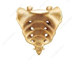 <p><strong><mark data-color="rgba(0, 0, 0, 0)" style="background-color: rgba(0, 0, 0, 0); color: inherit;">a shield-shaped, triangular bone located at the base of the lumbar spine and the back of the pelvis</mark></strong><span><span>, formed by five fused vertebrae (S1-S5). It connects the spine to the hip bones, supports upper body weight, and stabilizes the pelvic girdle. It also protects pelvic organs and houses sacral nerves.</span></span></p>