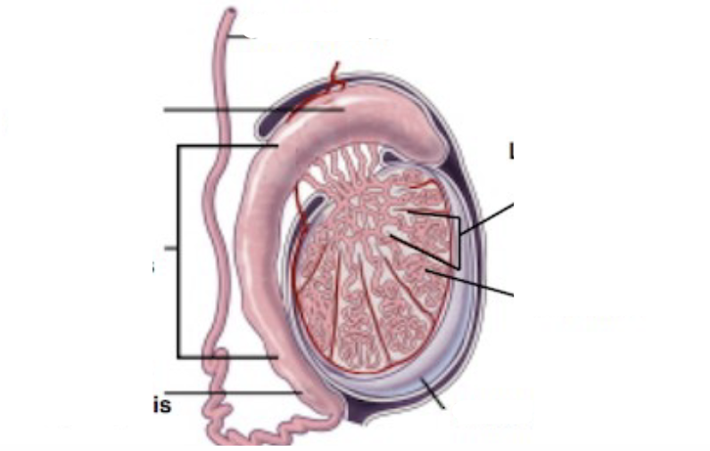 Male Reproductive Tract