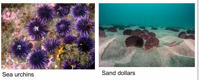 <ul><li><p>sea urchins and sand dollars</p></li><li><p>move slowly</p></li><li><p>graze on algae</p></li><li><p>have spines and calcareous exoskeleton for protection</p></li></ul><p></p>