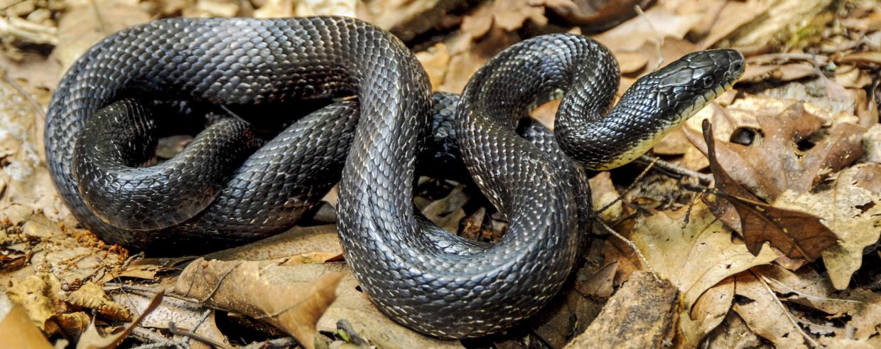 <p>Eastern Ratsnake</p>