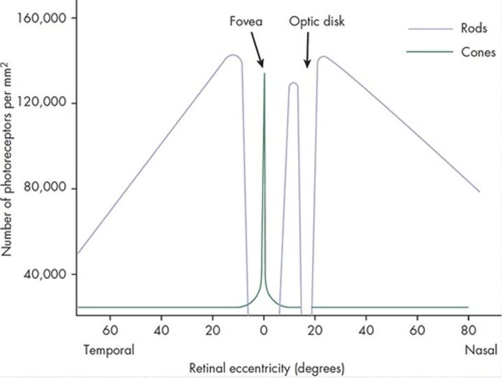 <p>Cones are the mostly highly concentrated in the foveola, with a density of about 200,000 cones/mm^2. As you move out, does the concentration increase or decrease?</p>