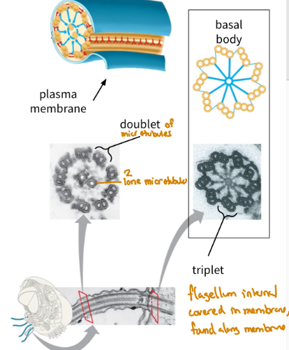 <p>Eukaryotic cilia and flagella are both internal structures (within cell membrane) made of Microtubules </p><ul><li><p>both are ATP powered with same configuration </p></li></ul><p>Basal body: 9 Microtubules triplets it’s no central Microtubules (9+0)</p><p>Motile portion: 9 Microtubules doublets with a central Microtubules pair (9+2)</p>