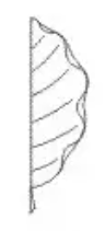 <p>margin</p>