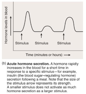 <p>acute hormone regulation</p>