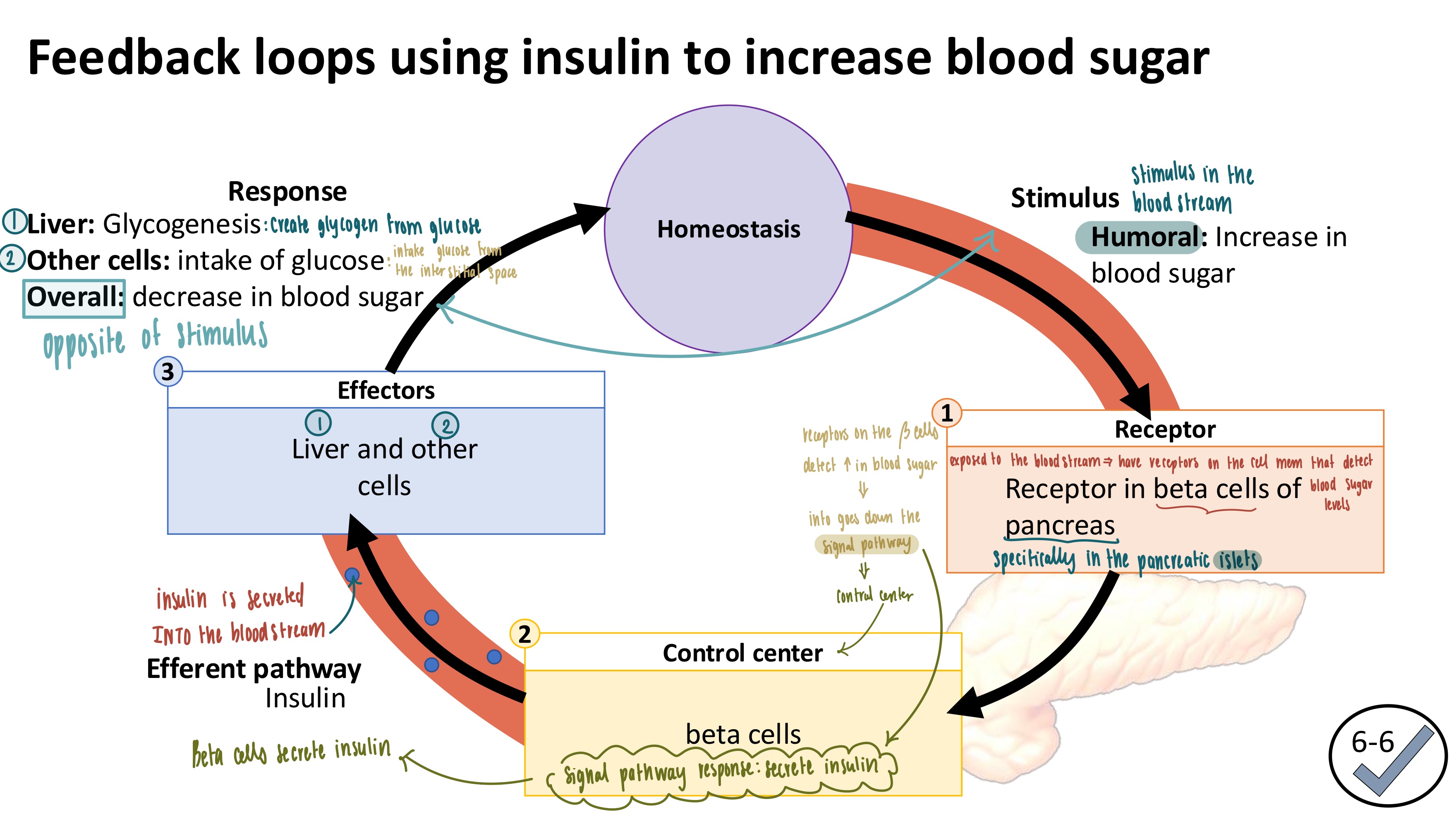 <ol><li><p><strong>Stimulus: Humoral</strong>- increase in blood sugar</p></li><li><p><strong>Receptor</strong>: receptor in beta cells of pancreas</p></li><li><p><strong>Control Center</strong>: Beta cells</p><ul><li><p>signal pathway response: secrete insulin</p></li></ul></li><li><p><strong>Efferent Pathway</strong>: Insulin (secreted into the bloodstream)</p></li><li><p><strong>Effectors</strong></p><ul><li><p><strong>Liver</strong></p></li><li><p><strong>Other Cells</strong></p></li></ul></li><li><p><strong>Response</strong></p><ol><li><p><strong>Liver</strong>: Glycogenesis, creating glycogen from glucose</p></li><li><p><strong>Other cells</strong>: intake of glucose</p></li><li><p><strong><mark data-color="red" style="background-color: red; color: inherit">Overall: decrease in blood sugar</mark></strong></p></li></ol></li></ol><p></p>