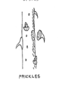 <p>Prickles </p>